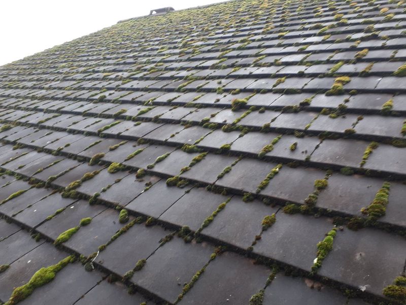 Moss & Algae Removal